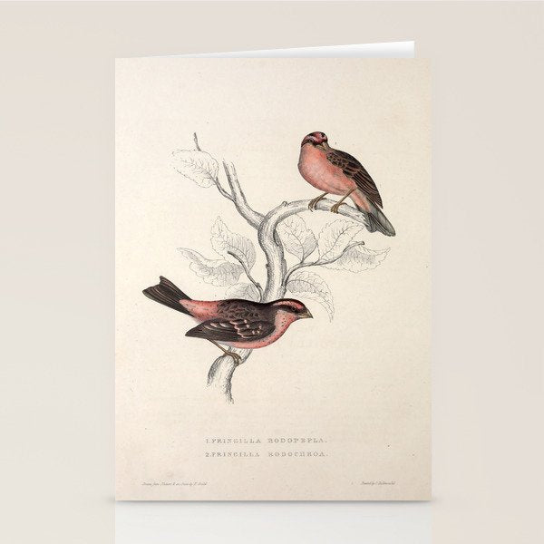 Pink-browed rosefinch and spot-winged rosefinch by Elizabeth Gould, 1831 Stationery Card Gallery Image 2