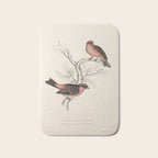Pink-browed rosefinch and spot-winged rosefinch by Elizabeth Gould, 1831 Bath Mat Gallery Image 1
