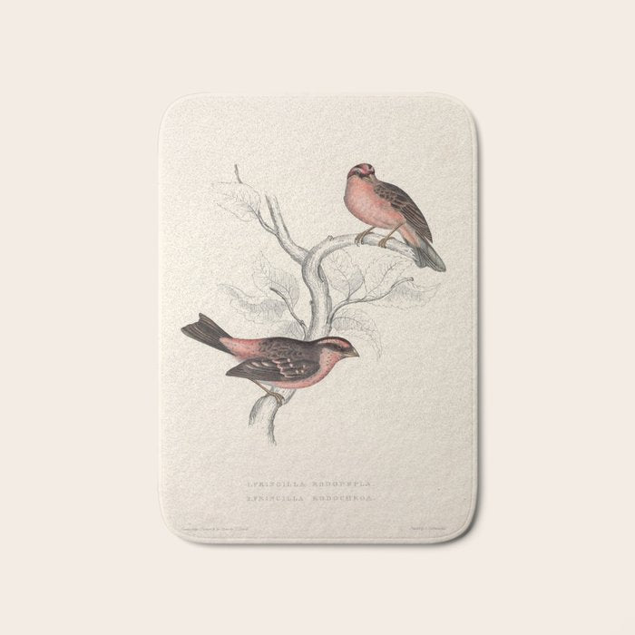 Pink-browed rosefinch and spot-winged rosefinch by Elizabeth Gould, 1831 Bath Mat Gallery Image 1