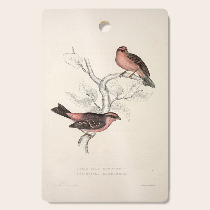 Pink-browed rosefinch and spot-winged rosefinch by Elizabeth Gould, 1831 Cutting Board Gallery Image 1