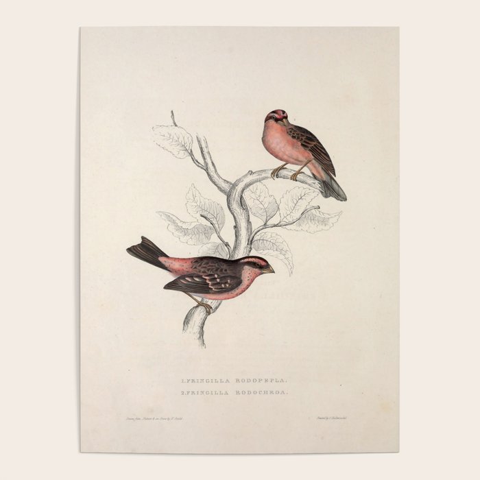 Pink-browed rosefinch and spot-winged rosefinch by Elizabeth Gould, 1831 Poster Gallery Image 1