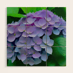 Pink and Blue Hydrangea Flower Color Variations Wood Wall Art Gallery Image 1