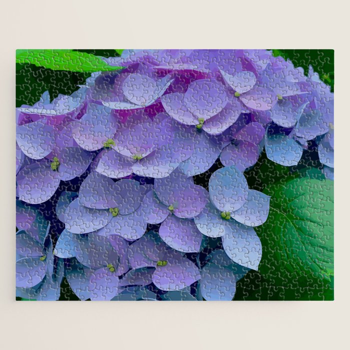 Pink and Blue Hydrangea Flower Color Variations Jigsaw Puzzle Gallery Image 1