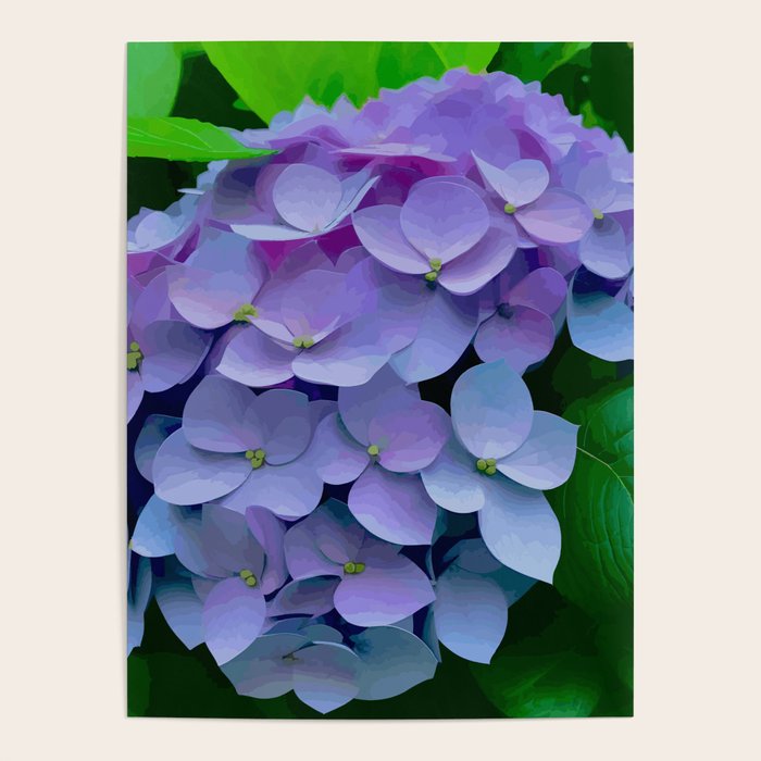 Pink and Blue Hydrangea Flower Color Variations Poster Gallery Image 4