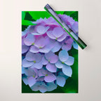 Pink and Blue Hydrangea Flower Color Variations Wrapping Paper Gallery Image 1
