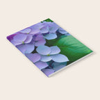 Pink and Blue Hydrangea Flower Color Variations Notebook Gallery Image 2