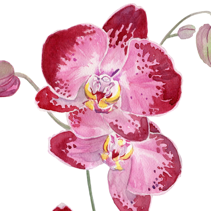 Orchid 2 Coffee Mug Gallery Image 2