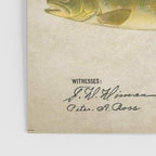 Vintage Brown Trout Fly Fishing Lure Patent Game Fish Identification Chart Poster Gallery Image 3