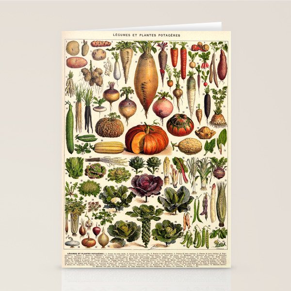 Adolphe Millot Legumes Plant Potageres Vintage Scientific Encyclopedia Illustration Lithograph  Stationery Card Gallery Image 2