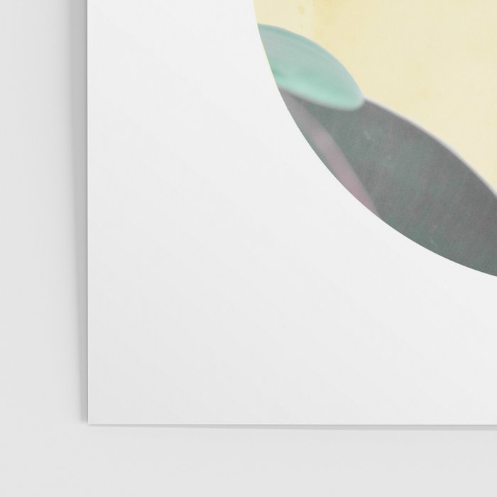 Ficus circles Poster Gallery Image 3