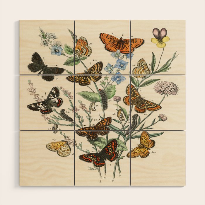 Vintage Scientific Illustration Butterfly Botanical Floral Lithograph Encyclopaedia Diagrams  Wood Wall Art Gallery Image 1