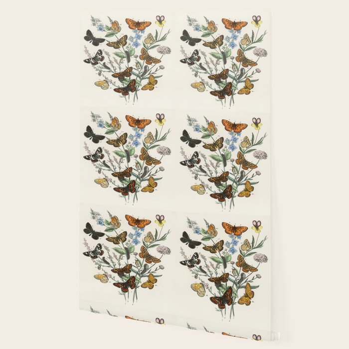 Vintage Scientific Illustration Butterfly Botanical Floral Lithograph Encyclopaedia Diagrams  Wallpaper Gallery Image 2