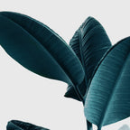 Ficus Coffee Mug Gallery Image 2