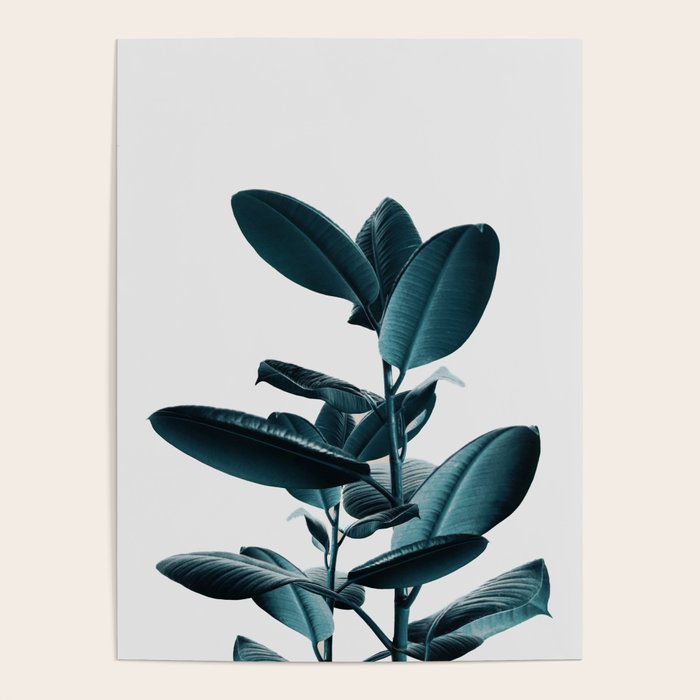 Ficus Poster Gallery Image 1