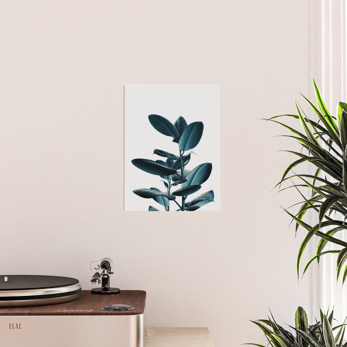 Ficus Poster Gallery Image 2