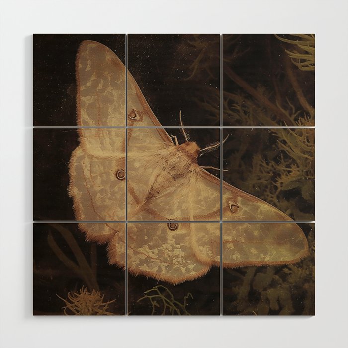 White Moth Insect Goth Dark Wood Wall Art Gallery Image 1