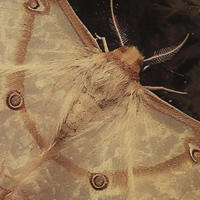 White Moth Insect Goth Dark Coffee Mug Gallery Image 2