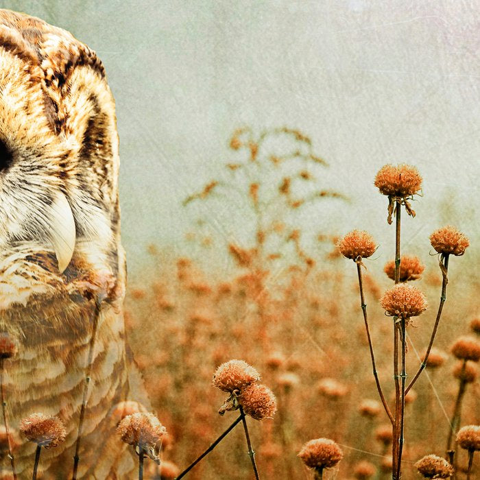 Barred Owl in Foggy Forest Coffee Mug Gallery Image 2