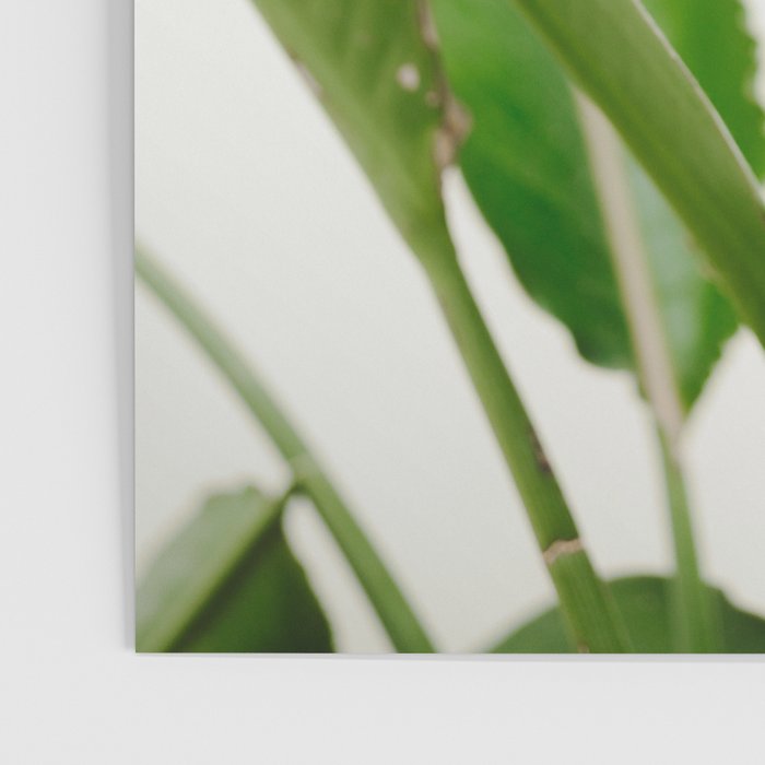 For the love of palms | Botanical fine art photography | Pastel tones in Europe Poster Gallery Image 3