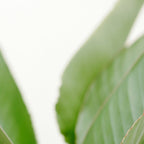 For the love of palms | Botanical fine art photography | Pastel tones in Europe Coffee Mug Gallery Image 2