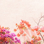 Bougainvillea Flowers in Color | Pink Wall in Cascais Art Print | Floral Travel Photography in Portugal Coffee Mug Gallery Image 2