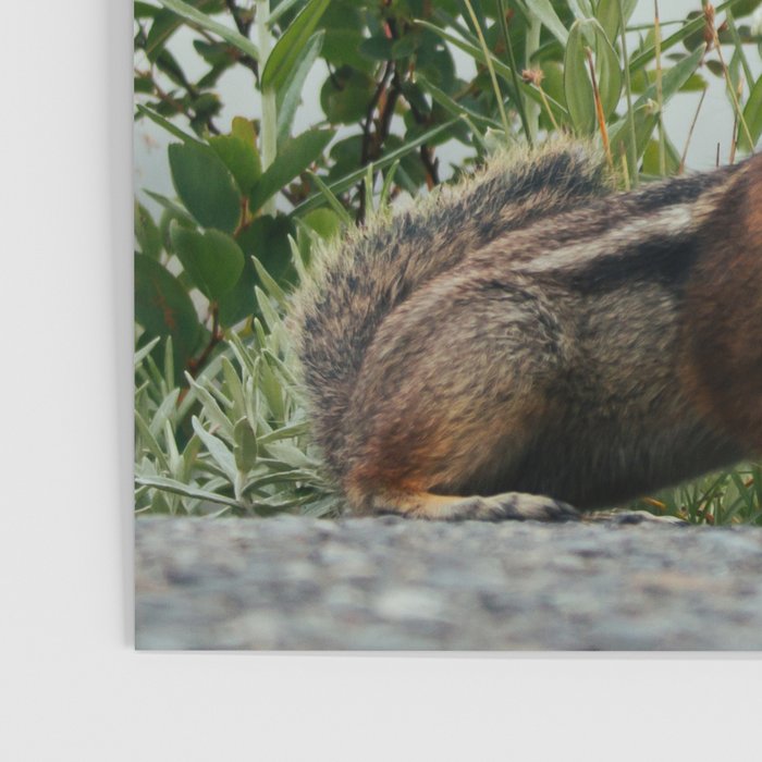 Little Chipmunk Poster Gallery Image 3