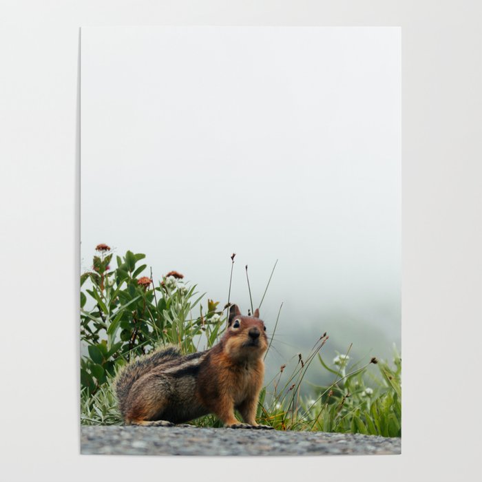 Little Chipmunk Poster Gallery Image 4