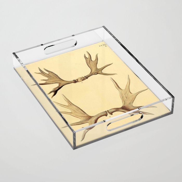 Antique Antlers Acrylic Tray Gallery Image 1