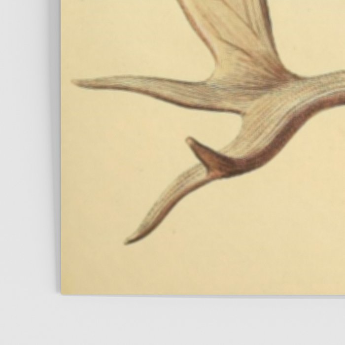 Antique Antlers Poster Gallery Image 3