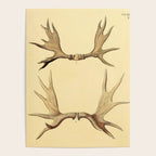 Antique Antlers Poster Gallery Image 4