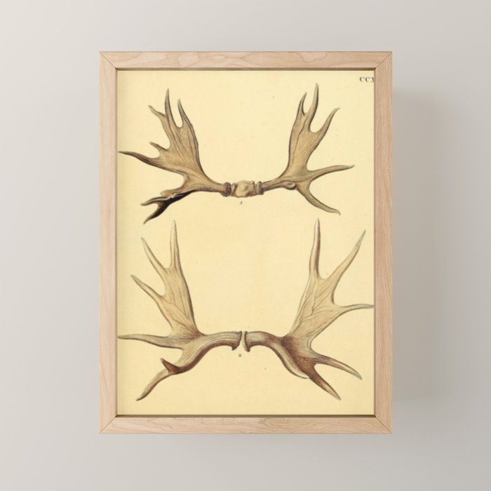 Antique Antlers Mini Art Print Gallery Image 1
