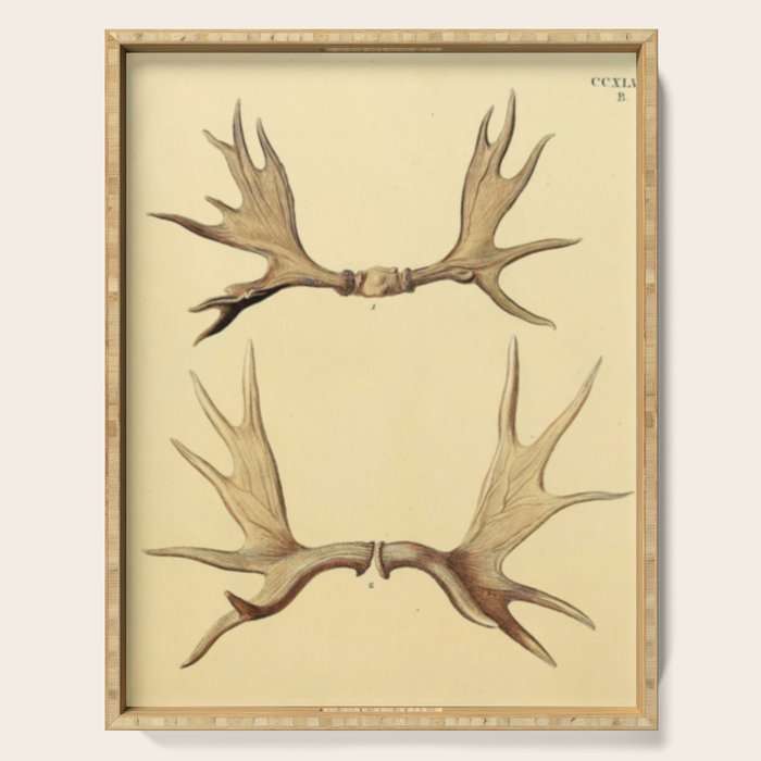 Antique Antlers Serving Tray Gallery Image 1