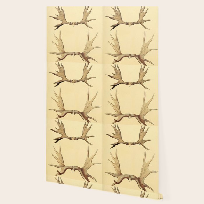 Antique Antlers Wallpaper Gallery Image 2