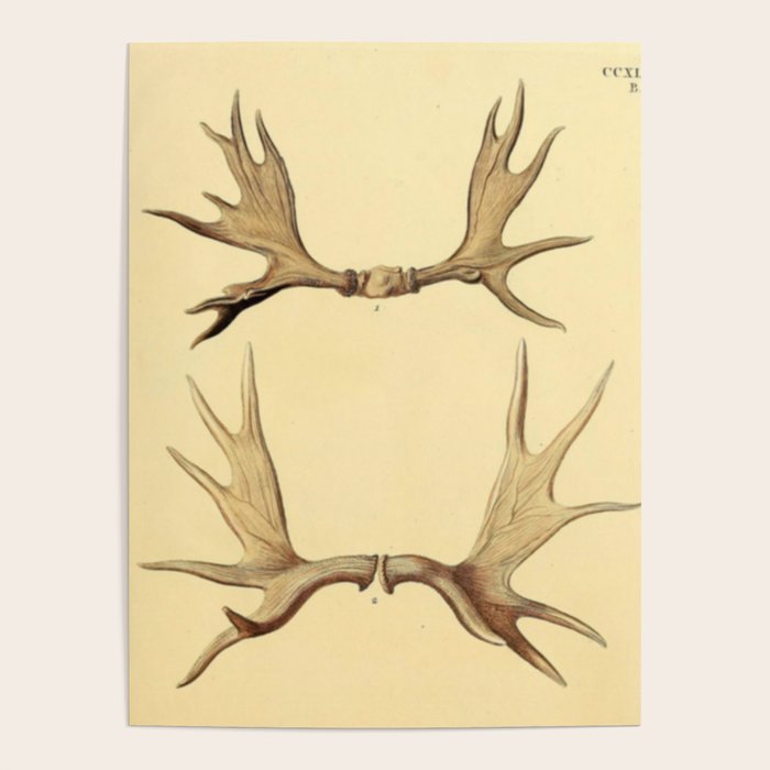Antique Antlers Poster Gallery Image 1