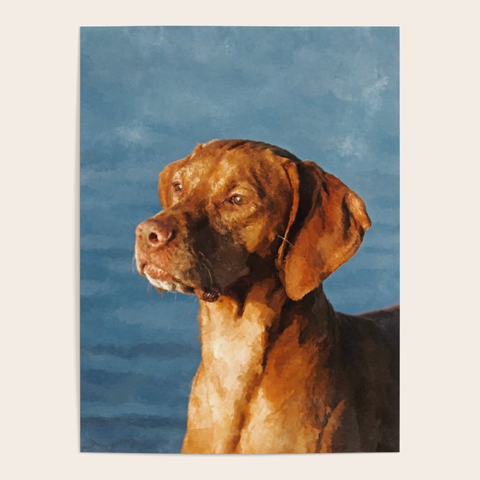 Vizsla dog - Hungarian hound Poster Gallery Image 4