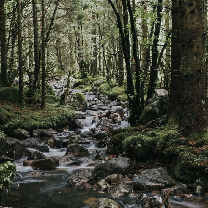 The Fairytale Forest - Landscape and Nature Photography Coffee Mug Gallery Image 2