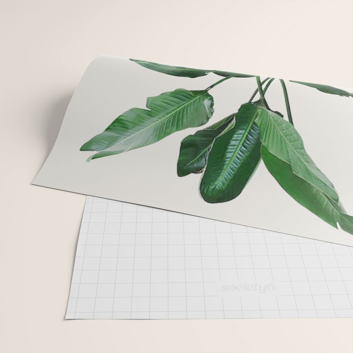 A house plant / Still life Wrapping Paper Gallery Image 2