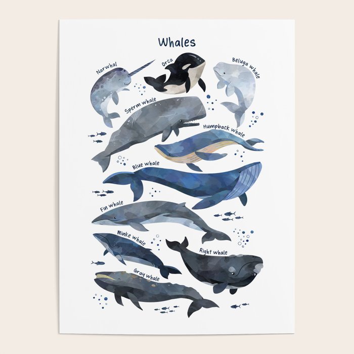 Whales Poster Gallery Image 4