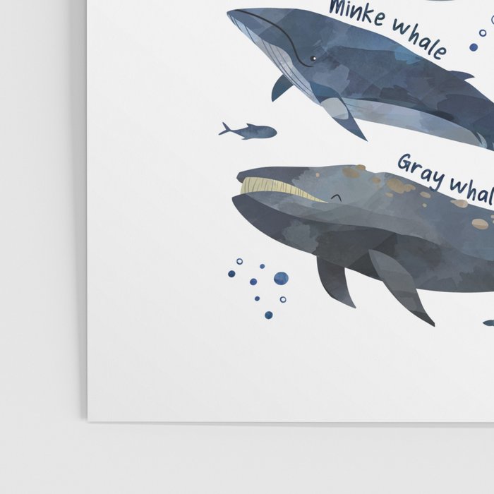 Whales Poster Gallery Image 3