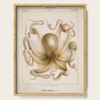 Octopus from "Mollusques Méditeranéens" by Jean Baptiste Vérany, 1851 Serving Tray Gallery Image 1