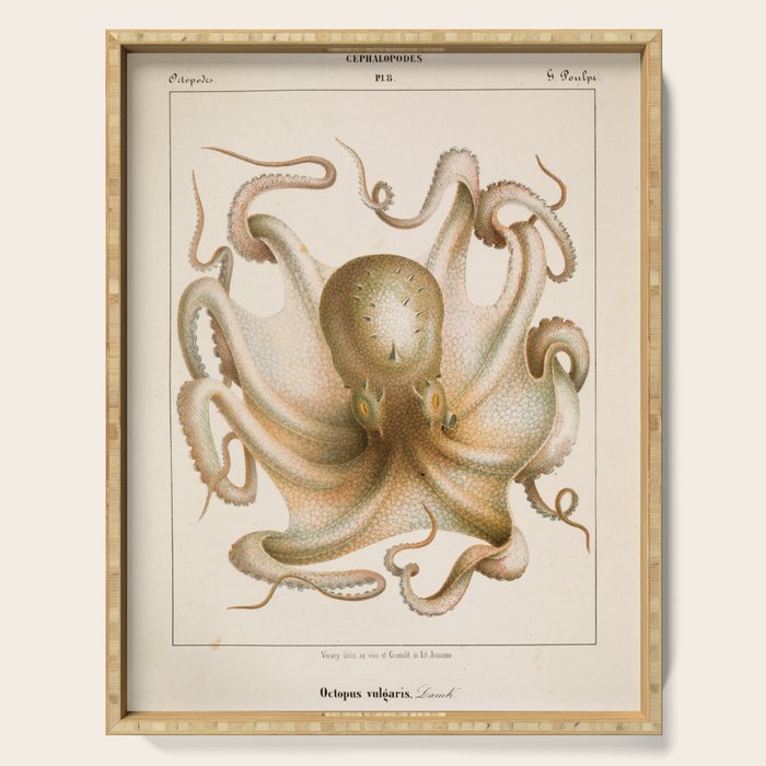 Octopus from "Mollusques Méditeranéens" by Jean Baptiste Vérany, 1851 Serving Tray Gallery Image 1