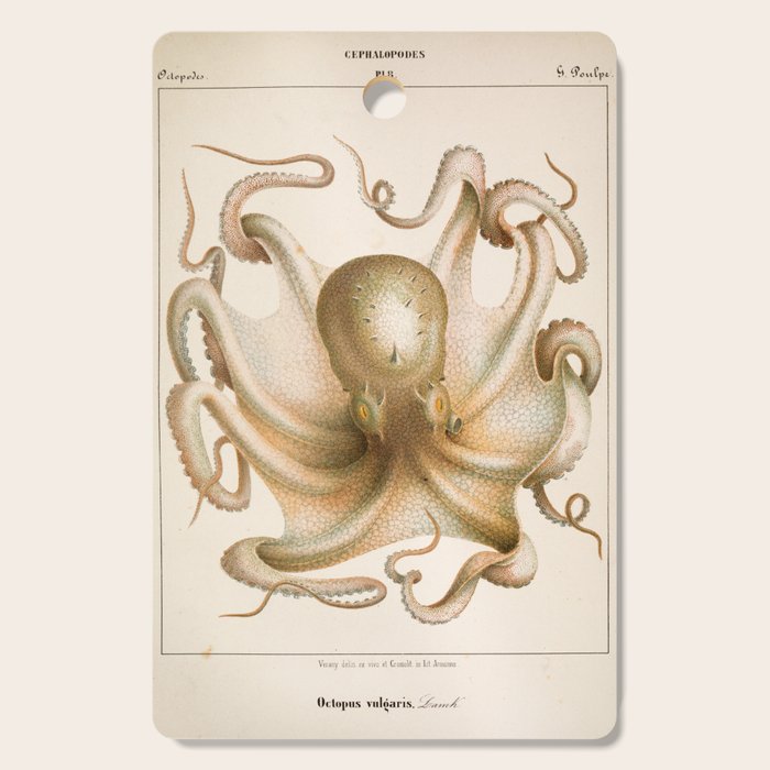 Octopus from "Mollusques Méditeranéens" by Jean Baptiste Vérany, 1851 Cutting Board Gallery Image 1