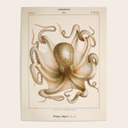 Octopus from "Mollusques Méditeranéens" by Jean Baptiste Vérany, 1851 Poster Gallery Image 4