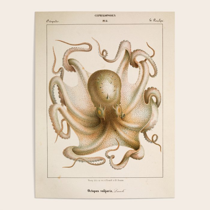 Octopus from "Mollusques Méditeranéens" by Jean Baptiste Vérany, 1851 Poster Gallery Image 4