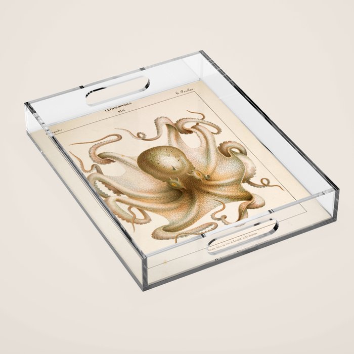 Octopus from "Mollusques Méditeranéens" by Jean Baptiste Vérany, 1851 Acrylic Tray Gallery Image 1