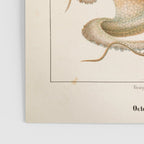 Octopus from "Mollusques Méditeranéens" by Jean Baptiste Vérany, 1851 Poster Gallery Image 3