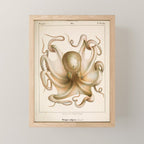 Octopus from "Mollusques Méditeranéens" by Jean Baptiste Vérany, 1851 Mini Art Print Gallery Image 1
