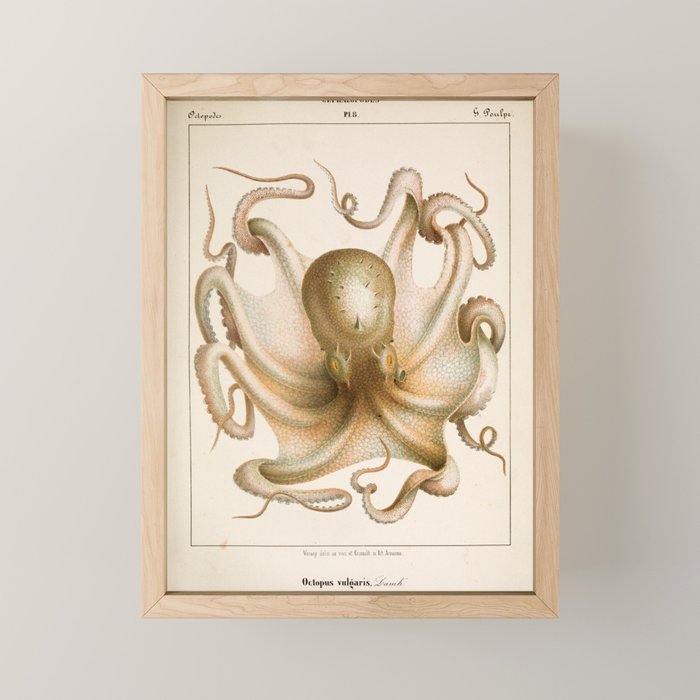 Octopus from "Mollusques Méditeranéens" by Jean Baptiste Vérany, 1851 Mini Art Print Gallery Image 1