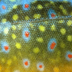 Brook Trout Skin Fly Fishing Coffee Mug Gallery Image 2