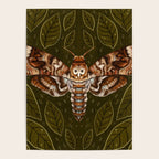 Deaths-Head Moth Poster Gallery Image 4
